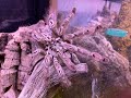 Heteroscodra maculata, Mum and babies