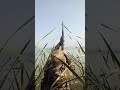 Duck Hunting season 2019-Pakistan