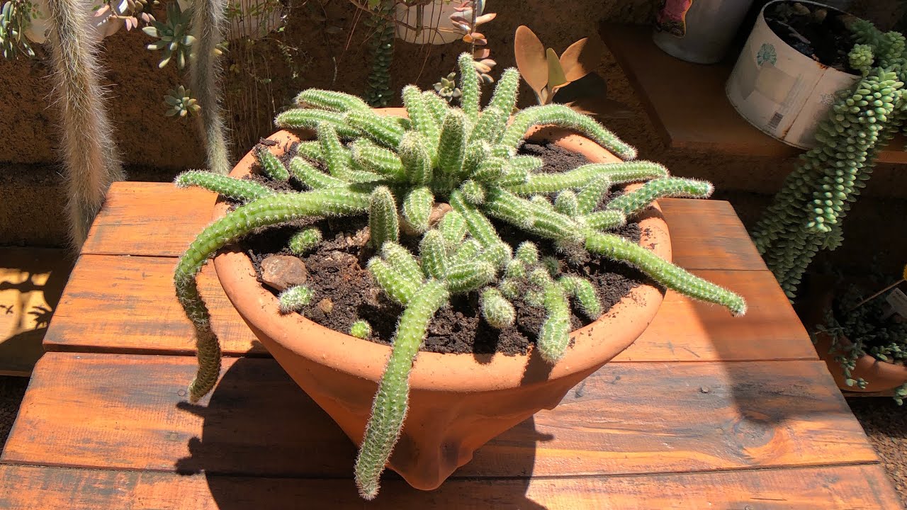 Cacto amendoim - O SEGREDO para ter um VASO CHEIO + Replante Cacto amendoim - O SEGREDO para ter um VASO CHEIO + Replante
