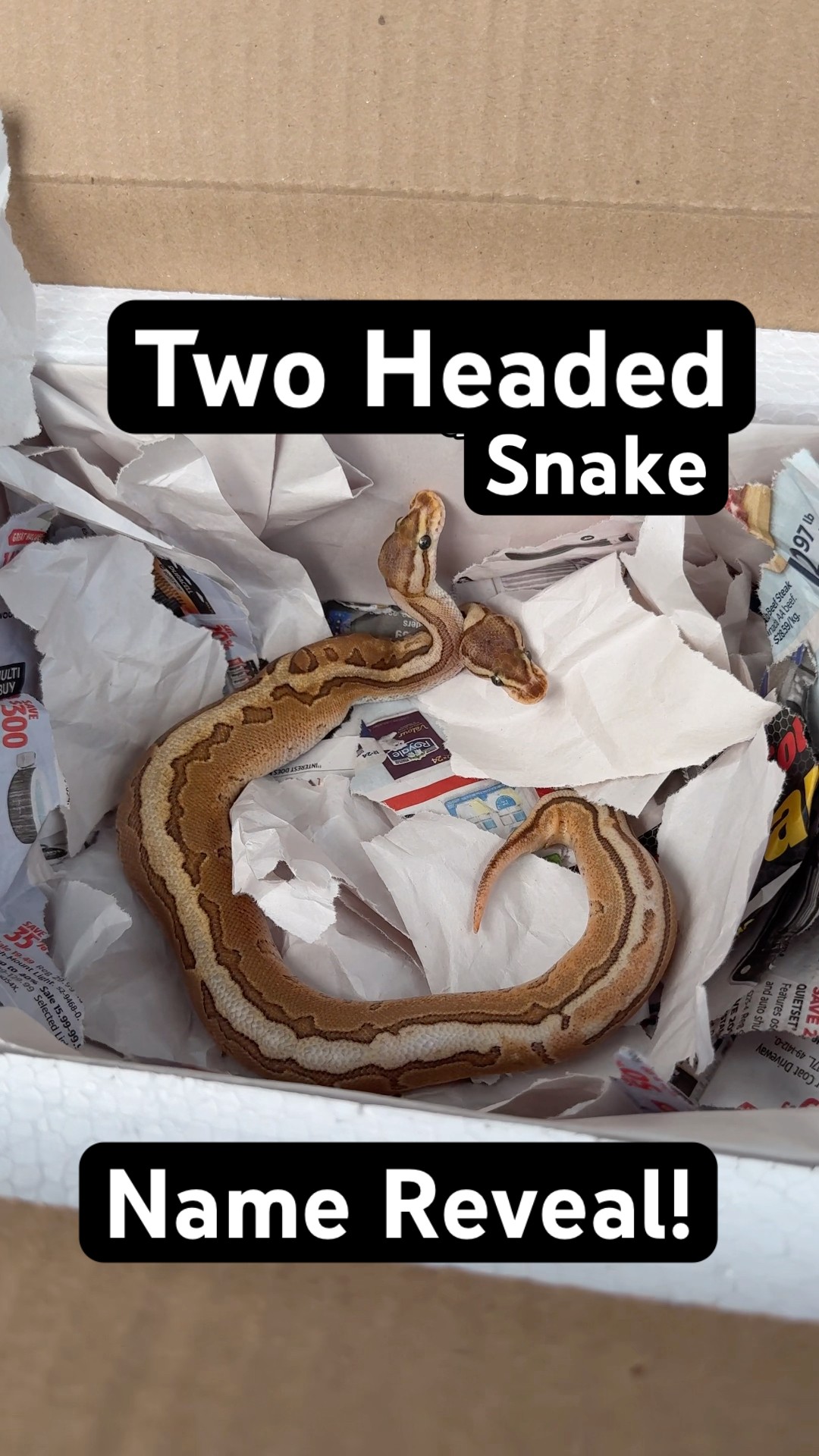 Two Headed Snake Name Reveal! - YouTube