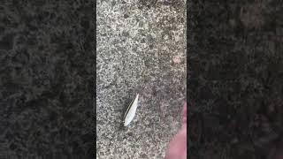 堤防から釣れたイサキの仔魚をリリース