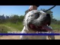 White devil  most extreme looking pitbull dog