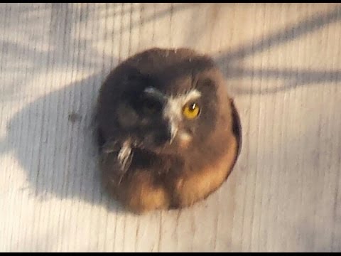 Northern Saw-whet Owl Nest Cam 5-13-17 