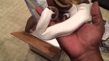 Unboxing of my new female piedbald python.