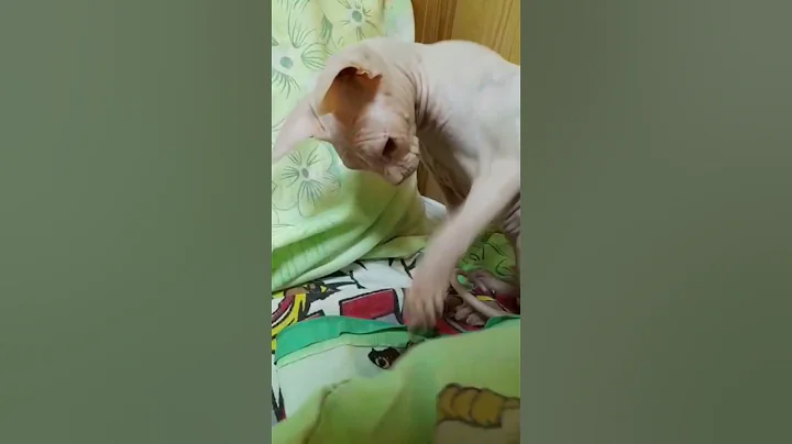 Video 10977861: sphinx cat funny, sphynx funny cat animals