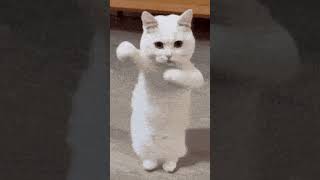 Dancing Cat #cat #catdance