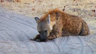 Hyena call  whooping sound