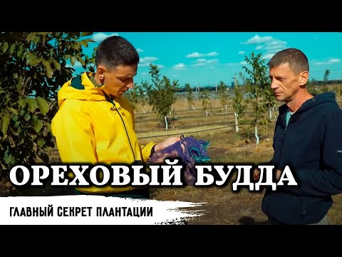 Главный секрет плантации ореха // Часть 2