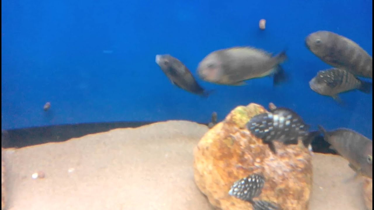 Tropheus Rutunga Tropheus Rutunga - YouTube