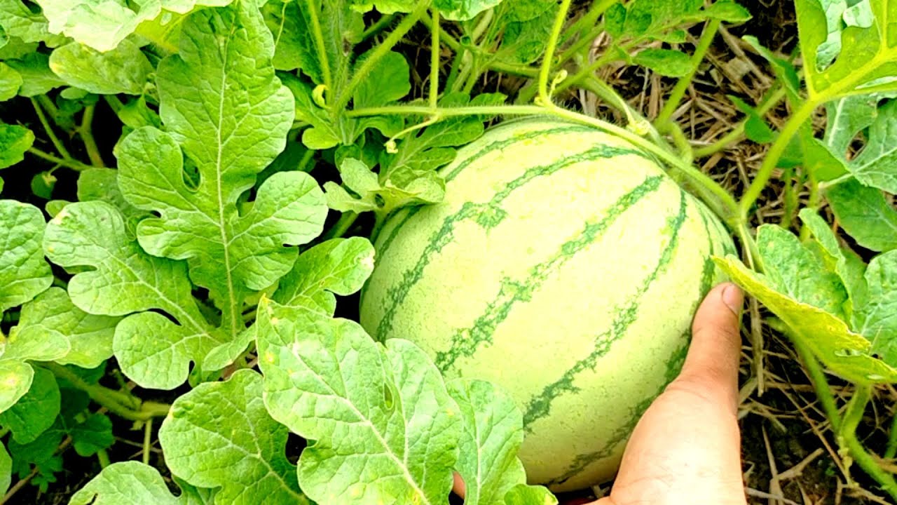 Watermelon farm area no.2