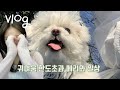 일상브이로그 | 메리성장일기이면서 별거없는 저희 일상을 담아보았슴다.