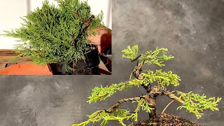 Create a Juniper bonsai from a nursery plant