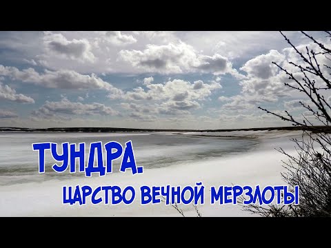 Природа Ямала. Тундра.  Царство вечной мерзлоты.