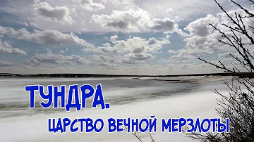 Природа Ямала. Тундра.  Царство вечной мерзлоты.