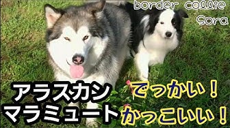 かっこいい犬 Youtube かっこいい犬 Youtube