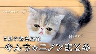 【匹の総集編】その⑨ 〜やんちゃニノンまとめ〜