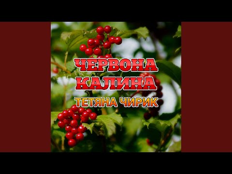 Скрипка плаче