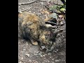Cat eats bird she caught outside
