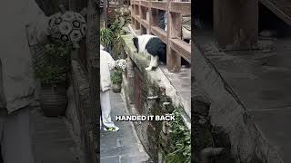 He Was Dropping the Ball… On Purpose #shorts #dog #heartwarmingmoments