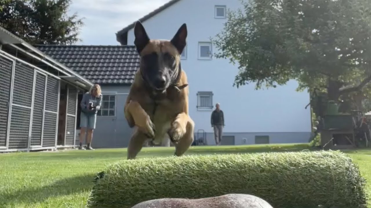 Spass und Freude am Apportieren und Voraussenden mit Etzel