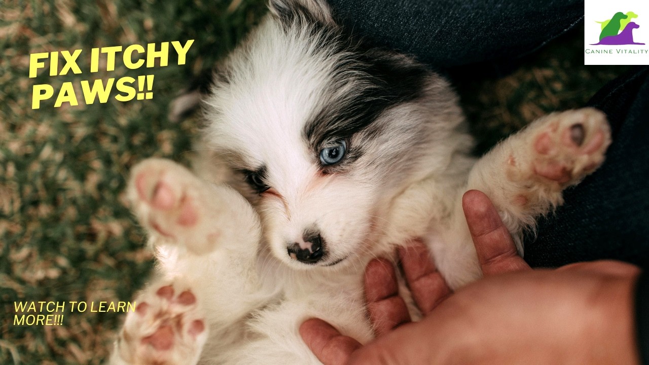 Itchy paws?? Think Gut First!