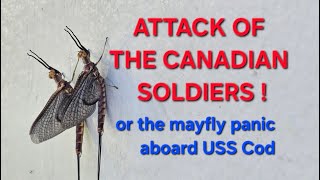 Canadian Soldiers Attack Cod!