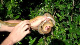 Celebrity Animal Snapshot!  Titanium Variation Morph Wealth