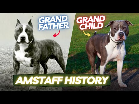 Video: 3 fantastiske måter å hedre en amerikansk Staffordshire Terrier som passerte bort