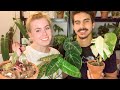 BOYFRIEND Guesses The Price Of My RAREST House Plants! How Much I Paid For My Rare Plant Collection!