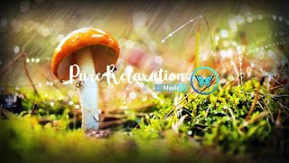 A Happy Mushroom  | Rain Sound for Relaxing Sleep   | Pure Relaxation 