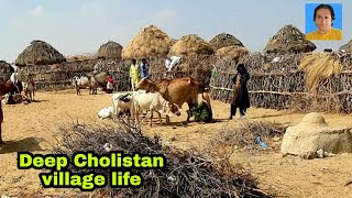 cholistan village inside|cholistan desert |cholistan people |rohi|rohi desert |صحرائے چولستان |روہی