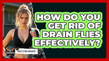 How Do You Get Rid Of Drain Flies Effectively? - Insects and Invaders