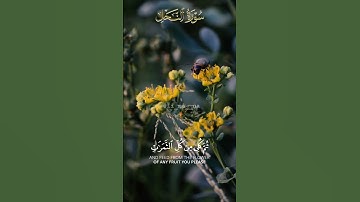 #سورة_النحل ، القارئ : #إدريس_أبكر 🐝