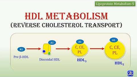 23: HDL Metabolism | Reverse Cholesterol Transport | Lipid Metabolism | Biochemistry