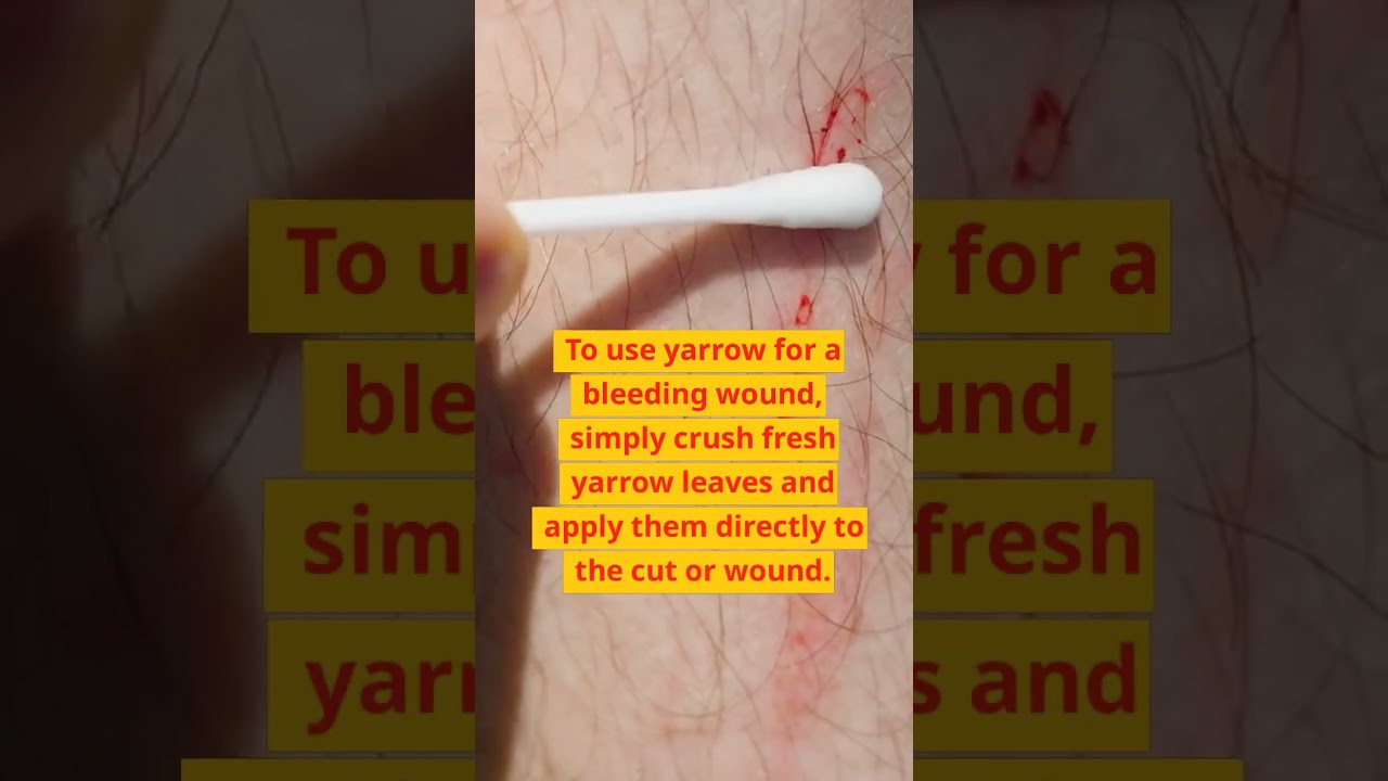  Just One Herb To Stop Bleeding Shorts Yarrow