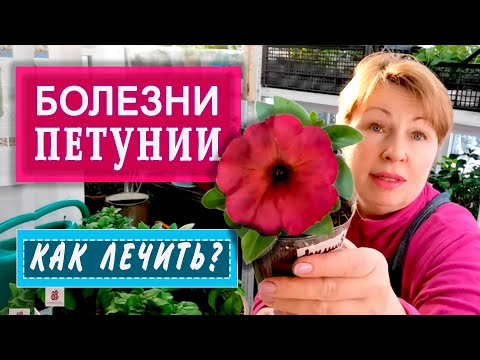 ПЕТУНИЯ. Почему желтеют и сохнут нижние листья? Что предпринять?