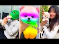 Cute pomeranian puppies doing funny things 10  cute and funny dogs 2024  vn pets