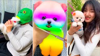 Cute Pomeranian Puppies Doing Funny Things #10 | Cute and Funny Dogs 2024 - VN Pets by VN Pets 18,254 views 1 month ago 10 minutes, 6 seconds