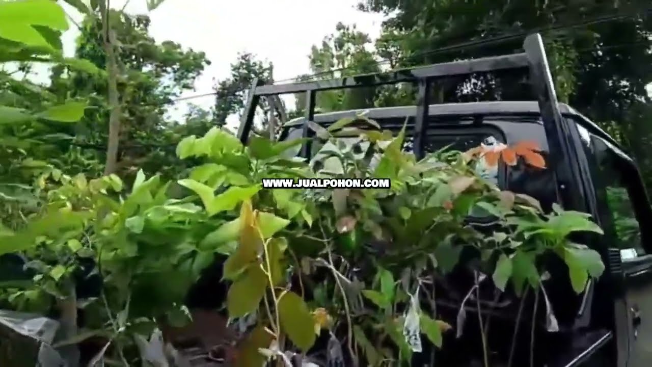 Sedia Bibit Kayu Gaharu Siap Tanam dan Produktif (Proses Kirim)