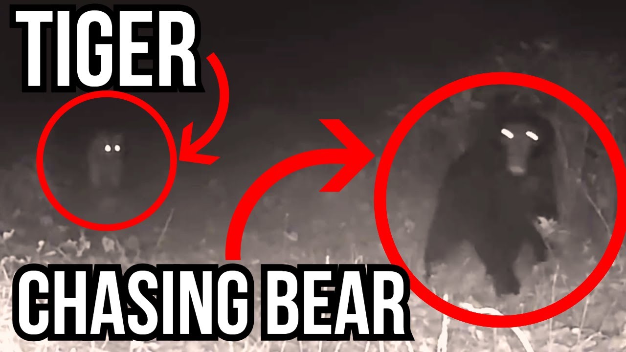 7 Of The Most Amazing Discoveries Made By Camera Traps - Animal Rediscoveries