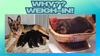 Week 2 Weigh-In   Is the German Shepherd Runt going to make it?