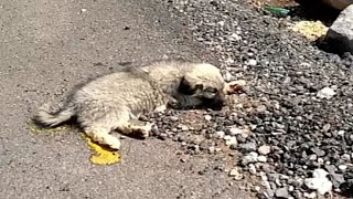 The puppy was exhausted after the acciden, he lay in the 38 degree heat but no one cared about him. by Mike Ala  1,109 views 9 days ago 6 minutes, 8 seconds