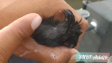 Membasmi kutu burung kacer