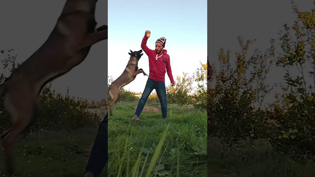 يوم جميل 🤩 في البادية مع لينا 🐕‍🦺🐕‍🦺 الزوينة ✅🛜 