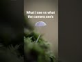 what I see vs what the camera see's