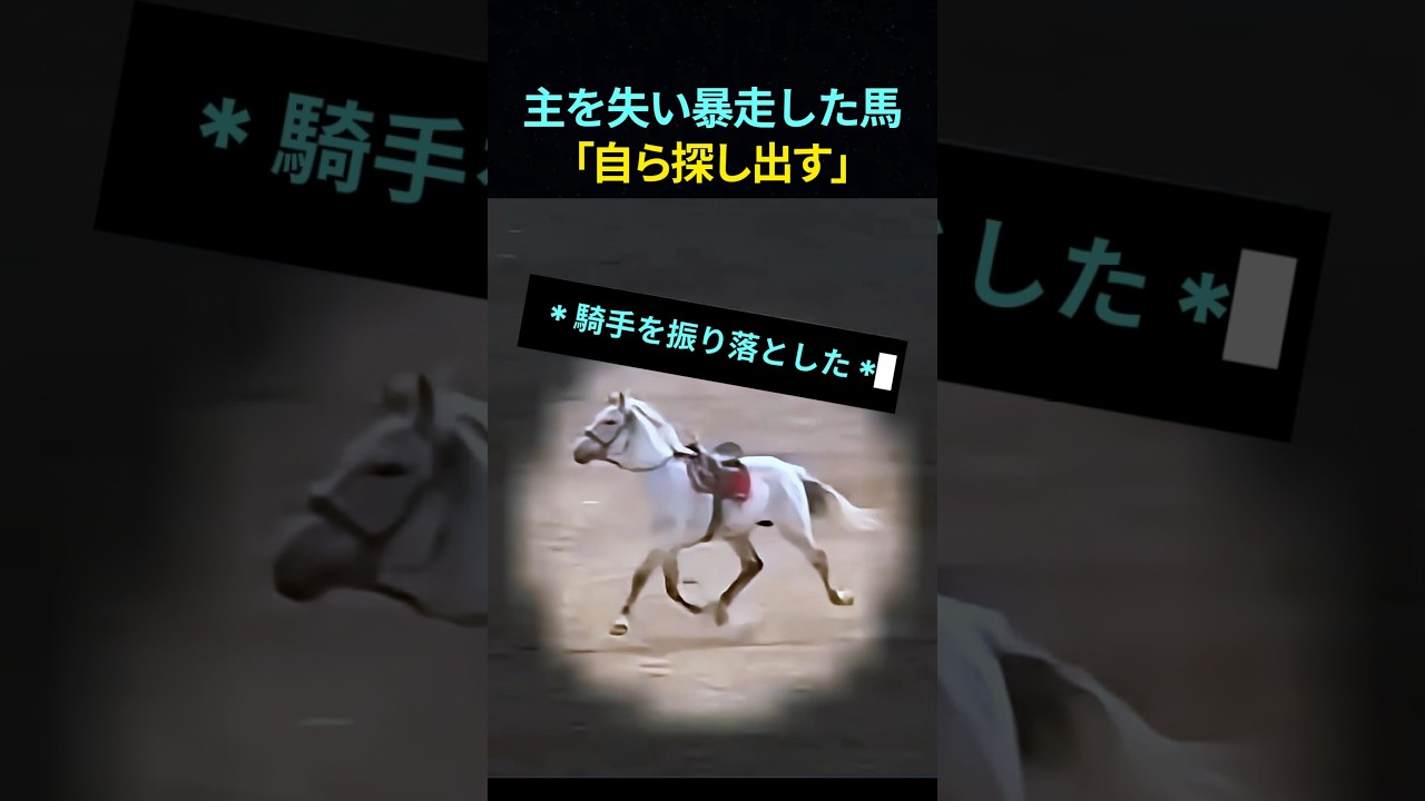 Runaway Horse That Lost Its Rider: 
