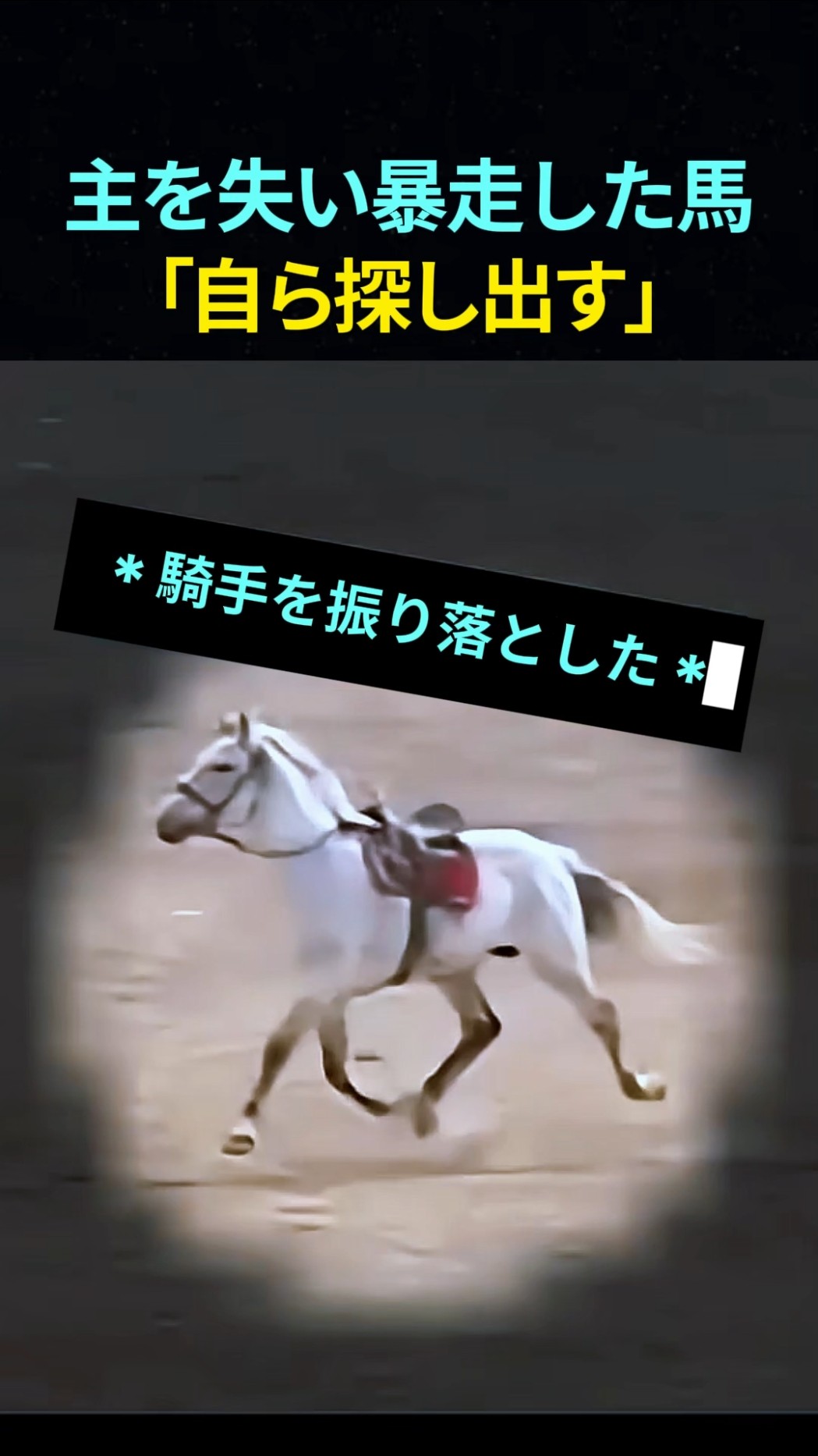 Runaway Horse That Lost Its Rider: 