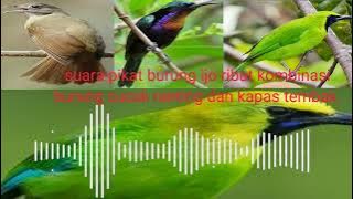 Suara pikat burung ijo liar kombinasi burung kapas tembak MP3
