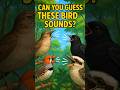 Can You Guess These 4 Bird Sounds? | Real Bird Call Challenge (No Music – Just Nature)