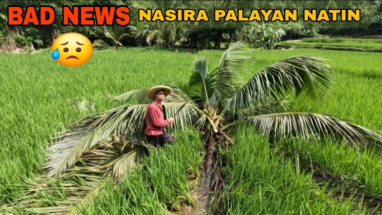 NASIRA ANG PALAYAN NATIN DAHIL SA NABUHAL NA NIYOG